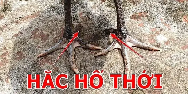 Gà Hắc Hổ Thới - Chiến Kê Bất Bại Trên Mọi Sàn Đấu SV88 Lý giải gà hắc hổ thới là gì?